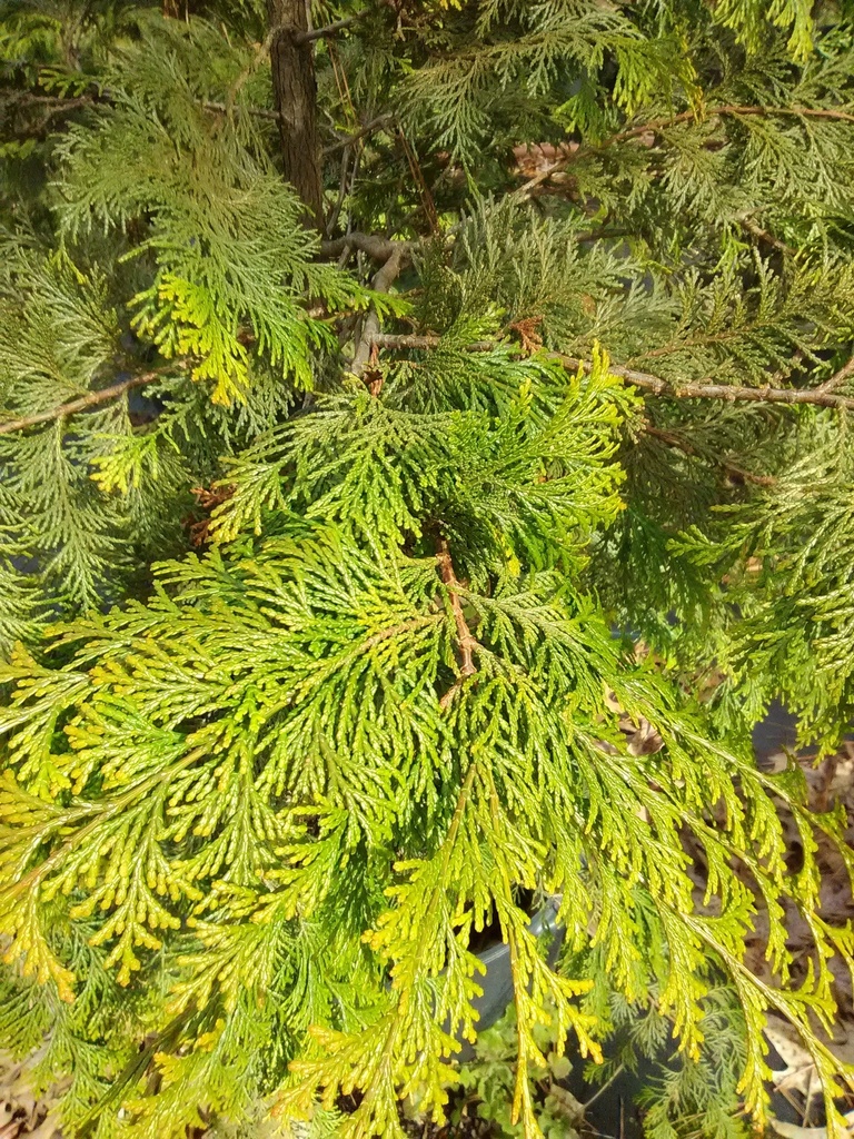Hinoki Gold Plume Cypress (Chamaecyparis obtusa 'Crippsii') - image 2