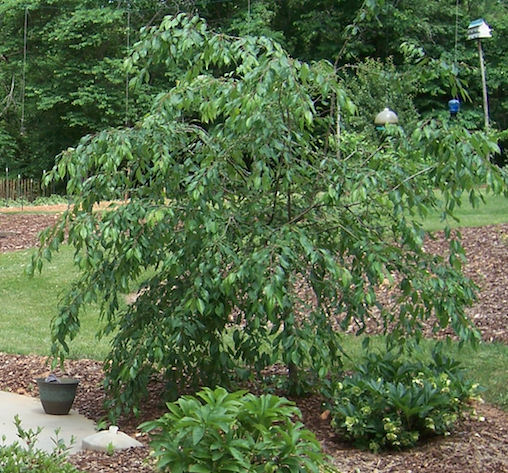 Weeping River Birch 'Summer Cascade' - image 2