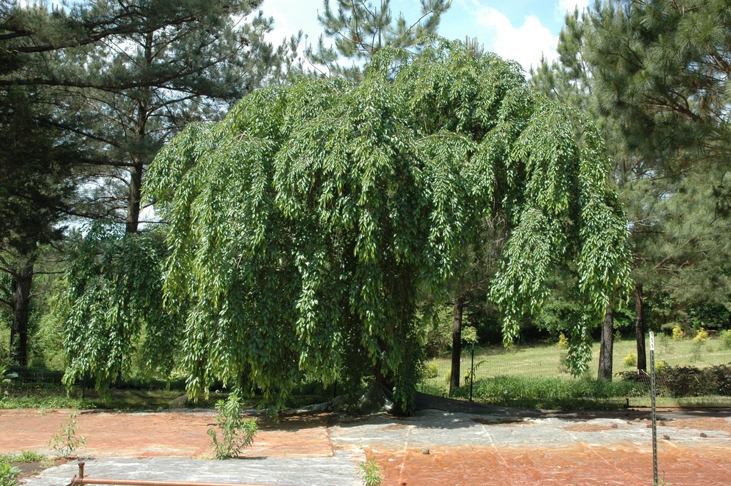 Weeping River Birch 'Summer Cascade' - image 3