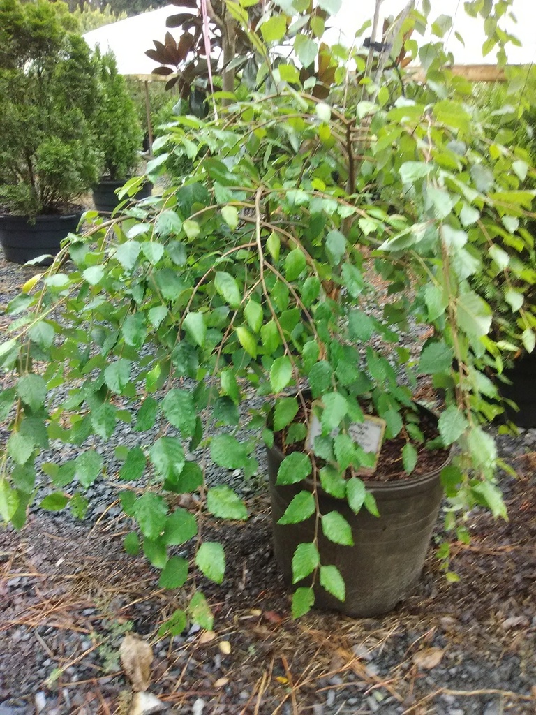 Weeping River Birch 'Summer Cascade' - image 4