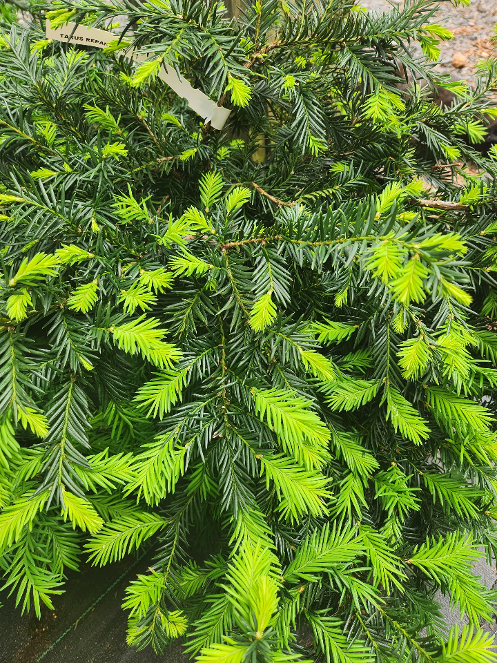 Creeping English Yew (Taxus baccata 'Repandens') - image 2