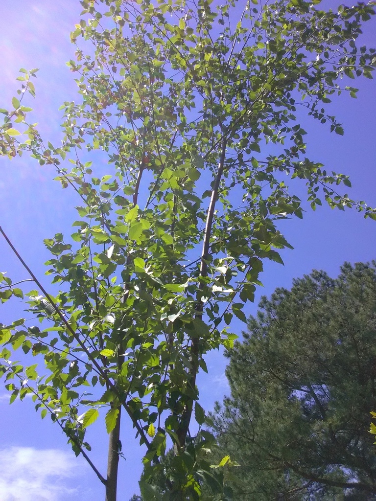 Dura Heat River Birch - image 2