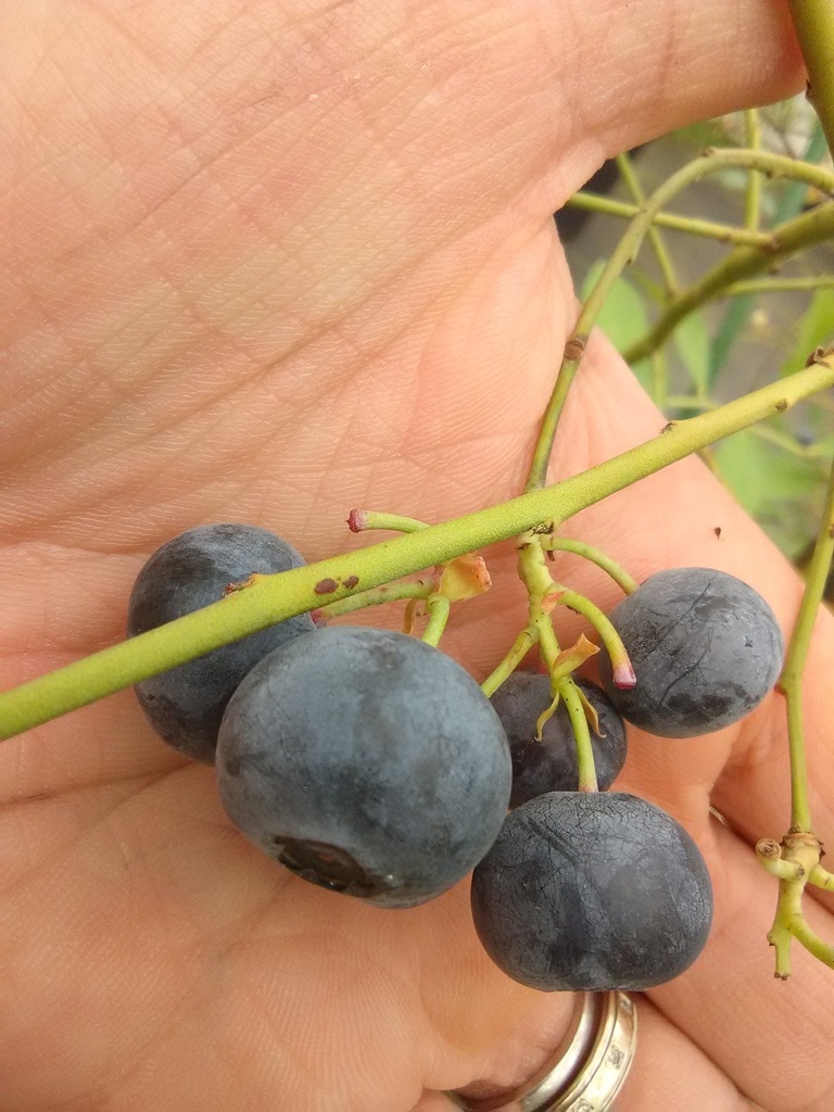 Climax Rabbiteye Blueberry - image 2