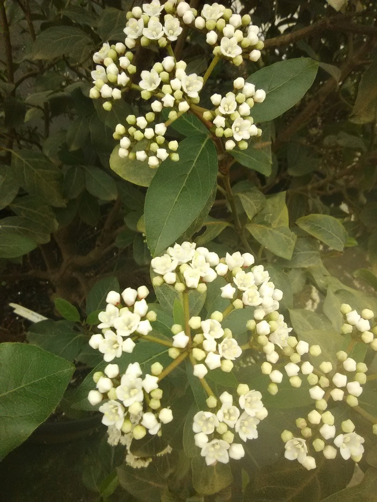 Burkwood Viburnum – Fragrant Spring Flowering Shrub - image 2