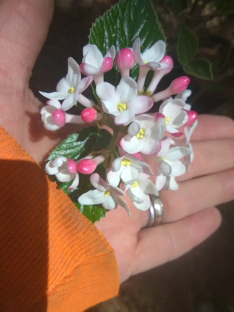 Burkwood Viburnum – Fragrant Spring Flowering Shrub - image 3