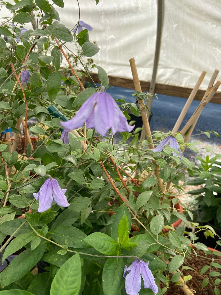 Blue Boy Clematis – Prolific Blue Flowering Vine - image 2