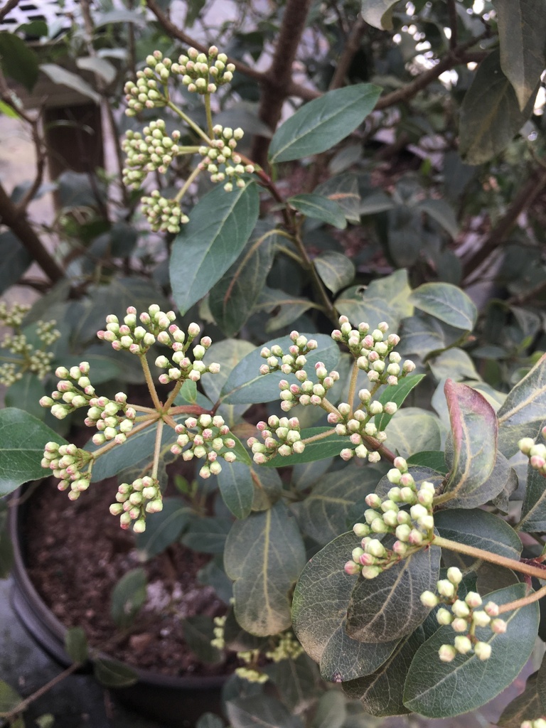 Spring Bouquet Viburnum (Viburnum tinus 'Compactum') - image 2