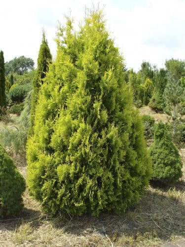 Sudworth Gold Arborvitae (Thuja occidentalis 'Pumila Sudworth') - image 2