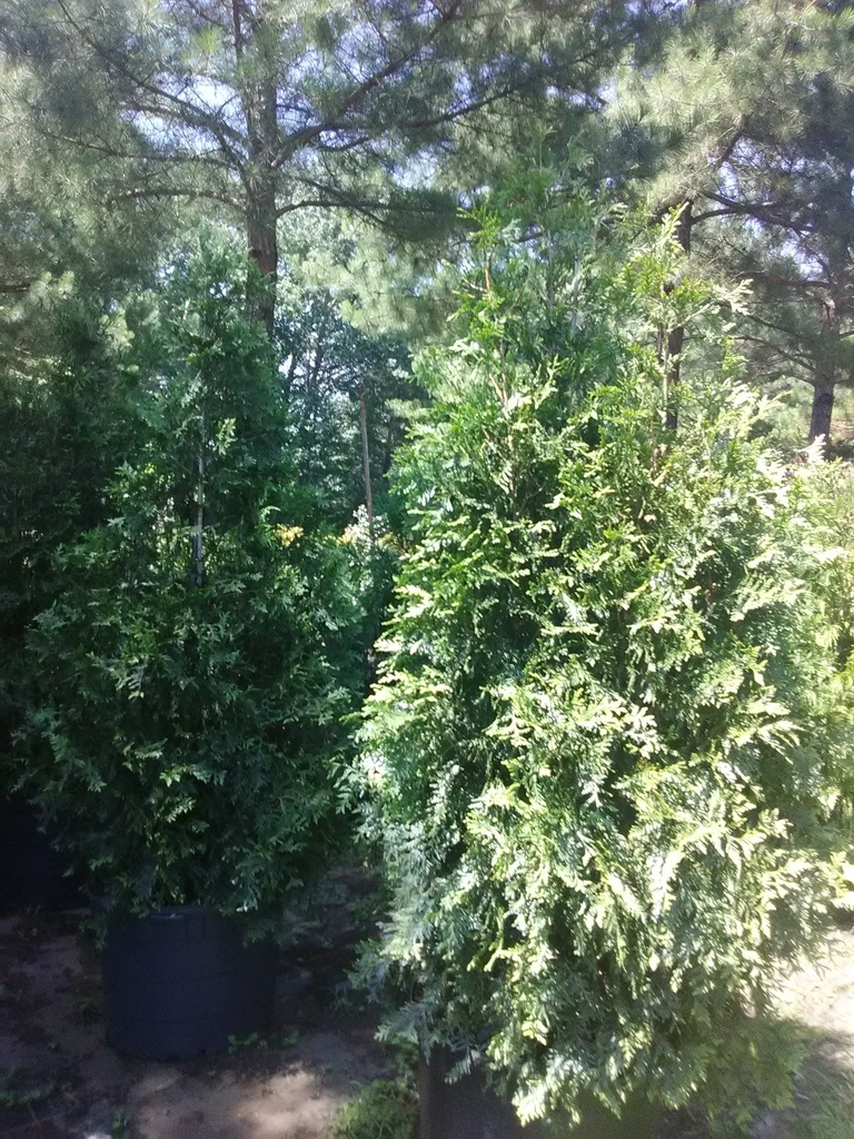 Green Giant Arborvitae - image 2