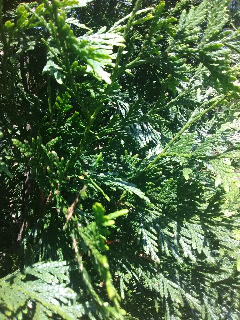 Green Giant Arborvitae - image 3