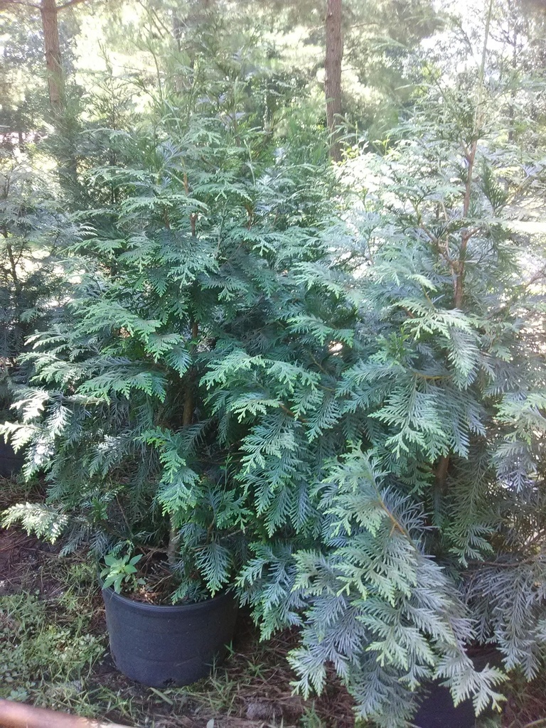 Green Giant Arborvitae - image 4