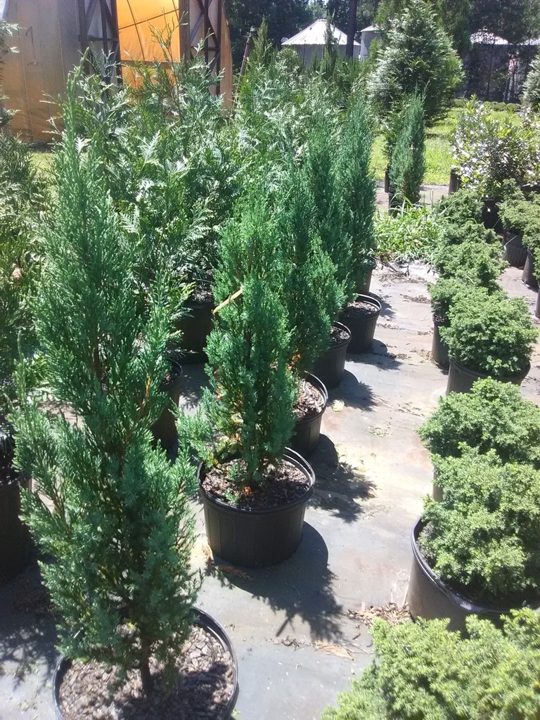 Green Giant Arborvitae - image 5