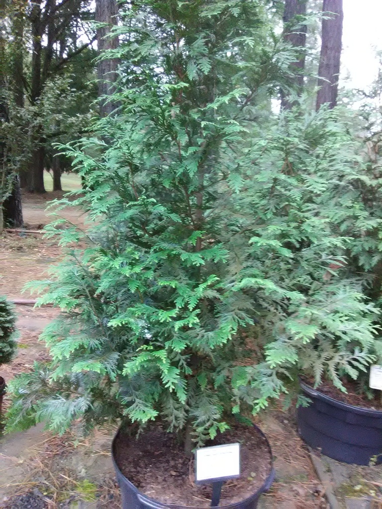 Green Giant Arborvitae - image 6