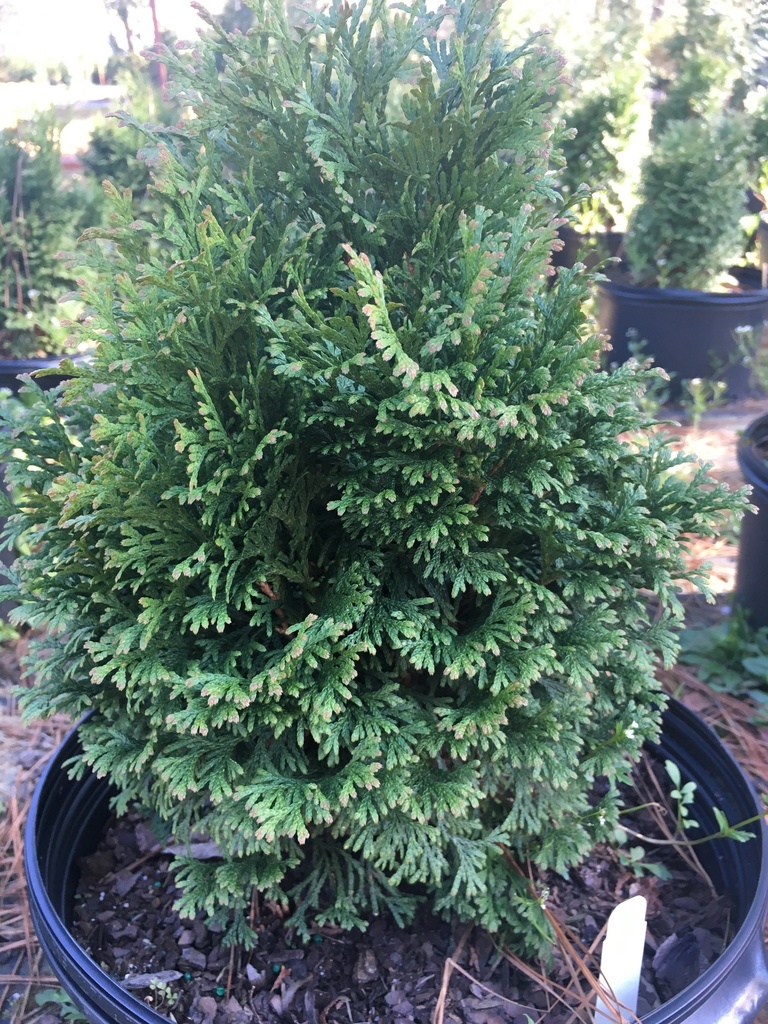 Holmstrup Arborvitae (Thuja occidentalis 'Holmstrup') - image 2