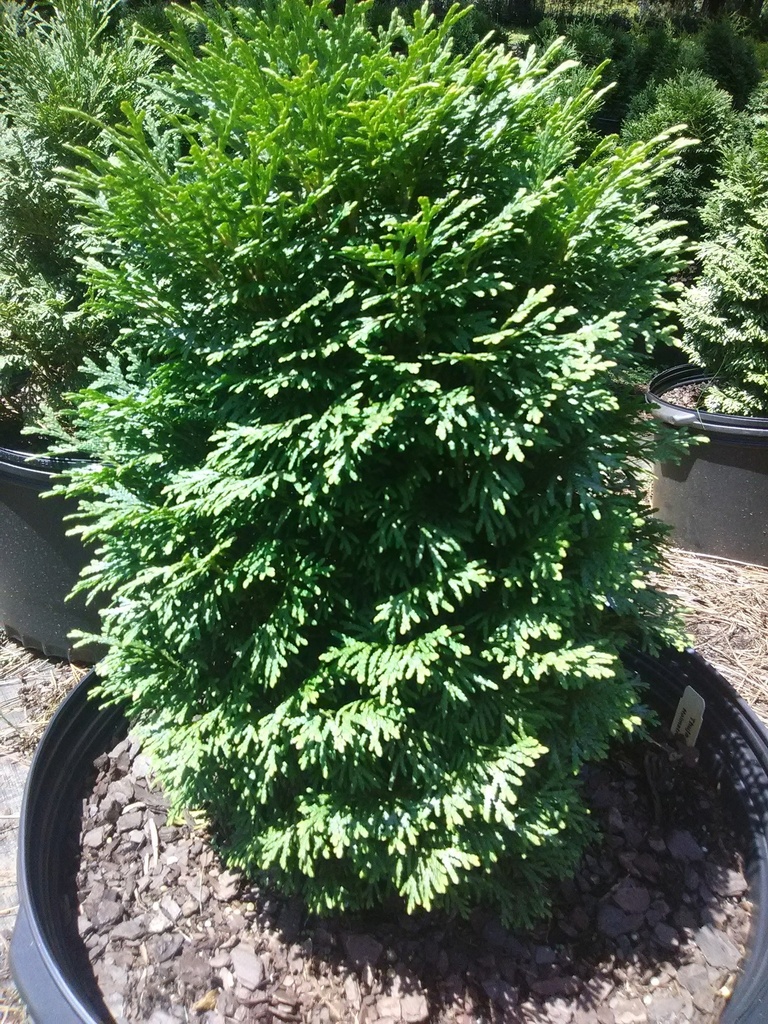 Holmstrup Arborvitae (Thuja occidentalis 'Holmstrup') - image 3