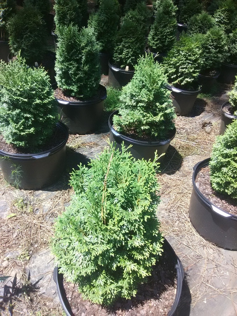 Holmstrup Arborvitae (Thuja occidentalis 'Holmstrup') - image 4