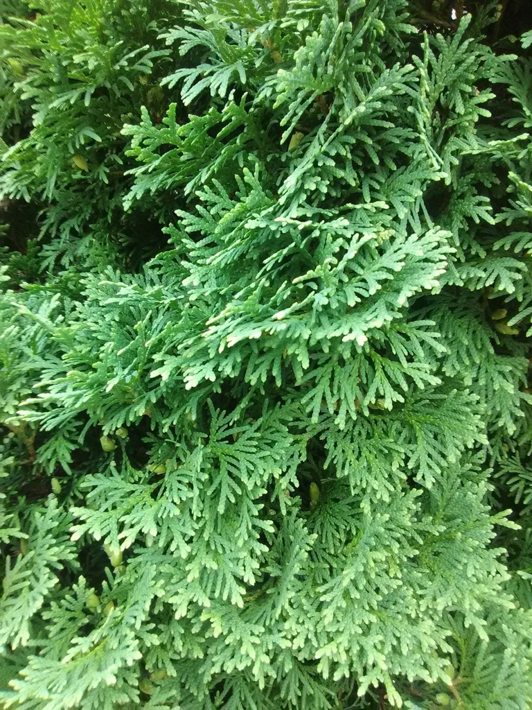 Holmstrup Arborvitae (Thuja occidentalis 'Holmstrup') - image 5
