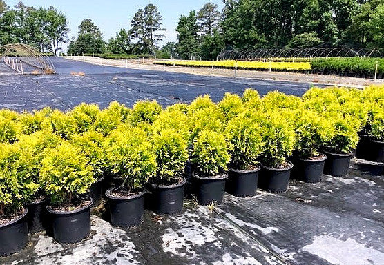 Golden Globe Arborvitae (Thuja occidentalis 'Golden Globe') - image 2