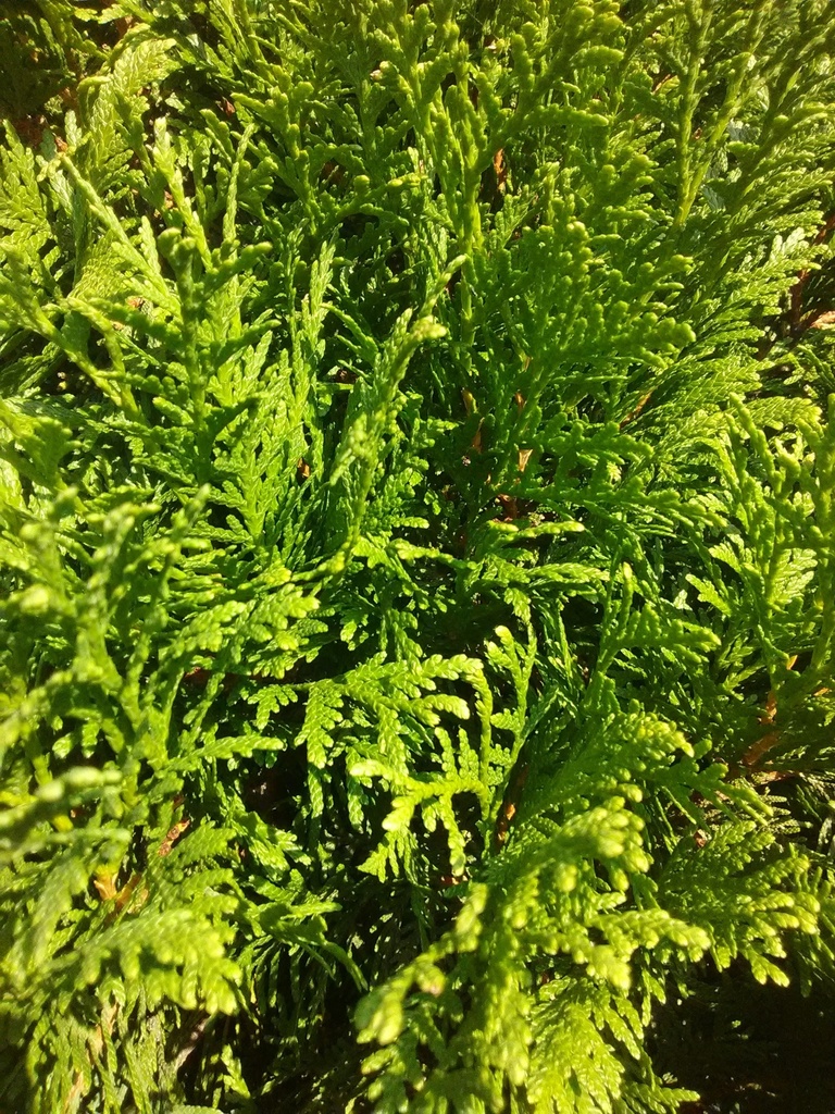 Woodward Globe Arborvitae (Thuja occidentalis 'Woodwardi') - image 2