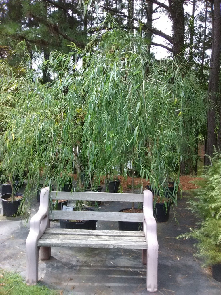 Weeping Willow - Salix babylonica - image 2