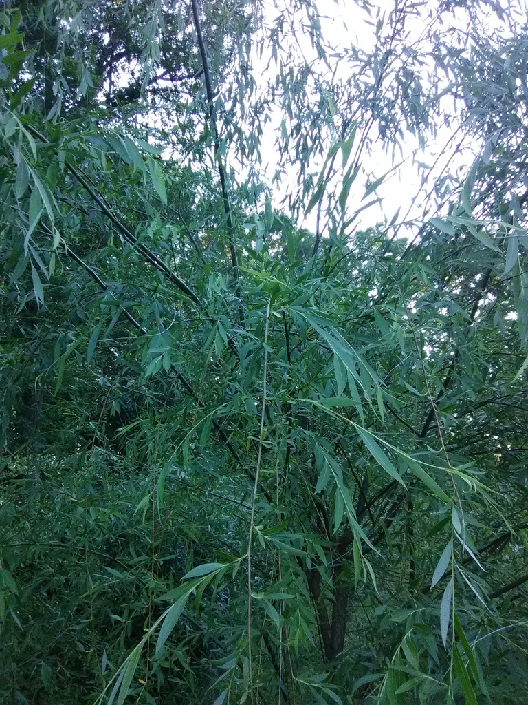 Weeping Willow - Salix babylonica - image 3