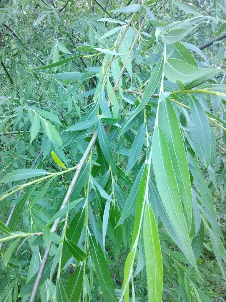 Weeping Willow - Salix babylonica - image 4