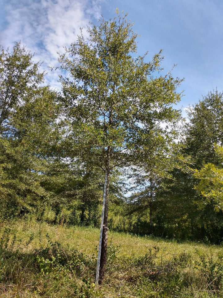 Willow Oak (Quercus phellos) - Shade Tree - image 2