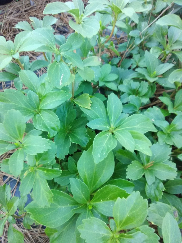 Pachysandra - Japanese Spurge Evergreen Groundcover - image 2