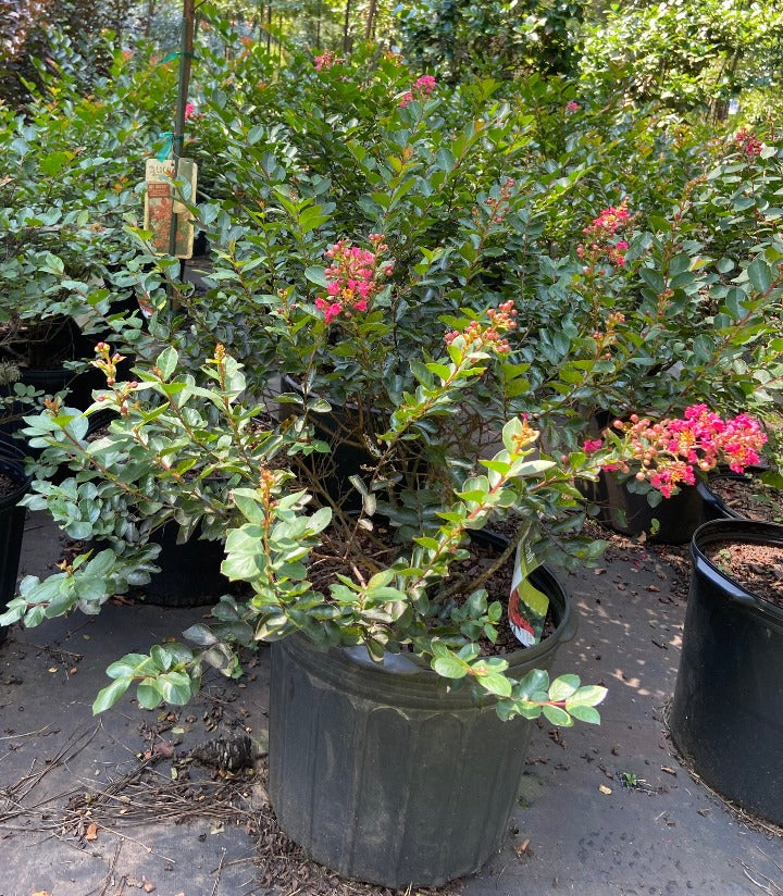 Bellini Raspberry Crape Myrtle – Compact Dwarf Crapemyrtle - image 2