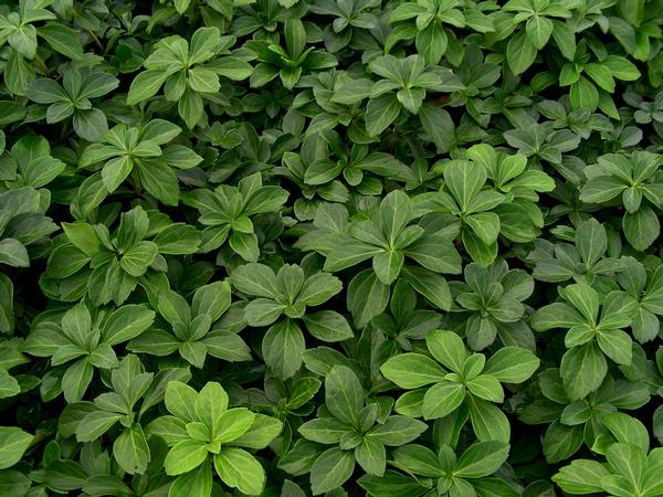 Pachysandra - Japanese Spurge Evergreen Groundcover - image 3
