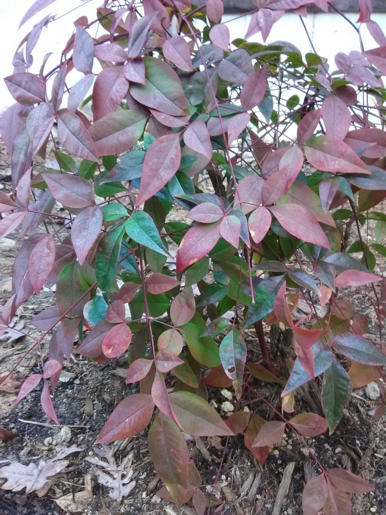Harbour Dwarf Nandina - Dwarf Evergreen Ground Cover Shrub - image 2