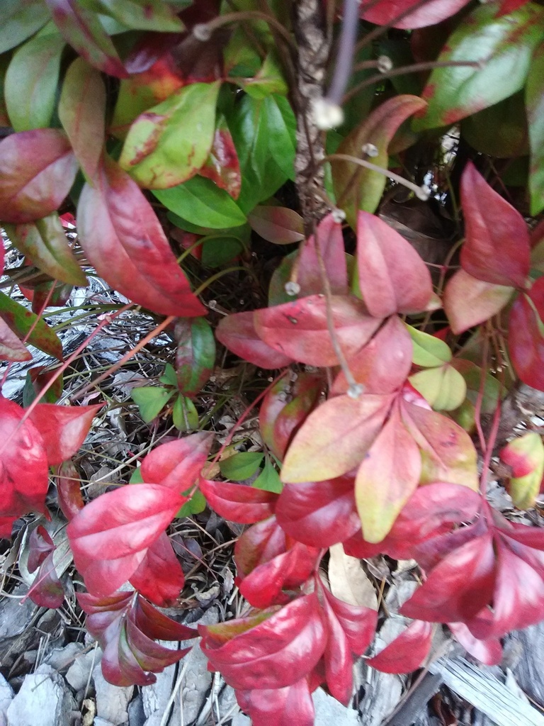 Firepower Nandina - Dwarf Evergreen Shrub - image 2