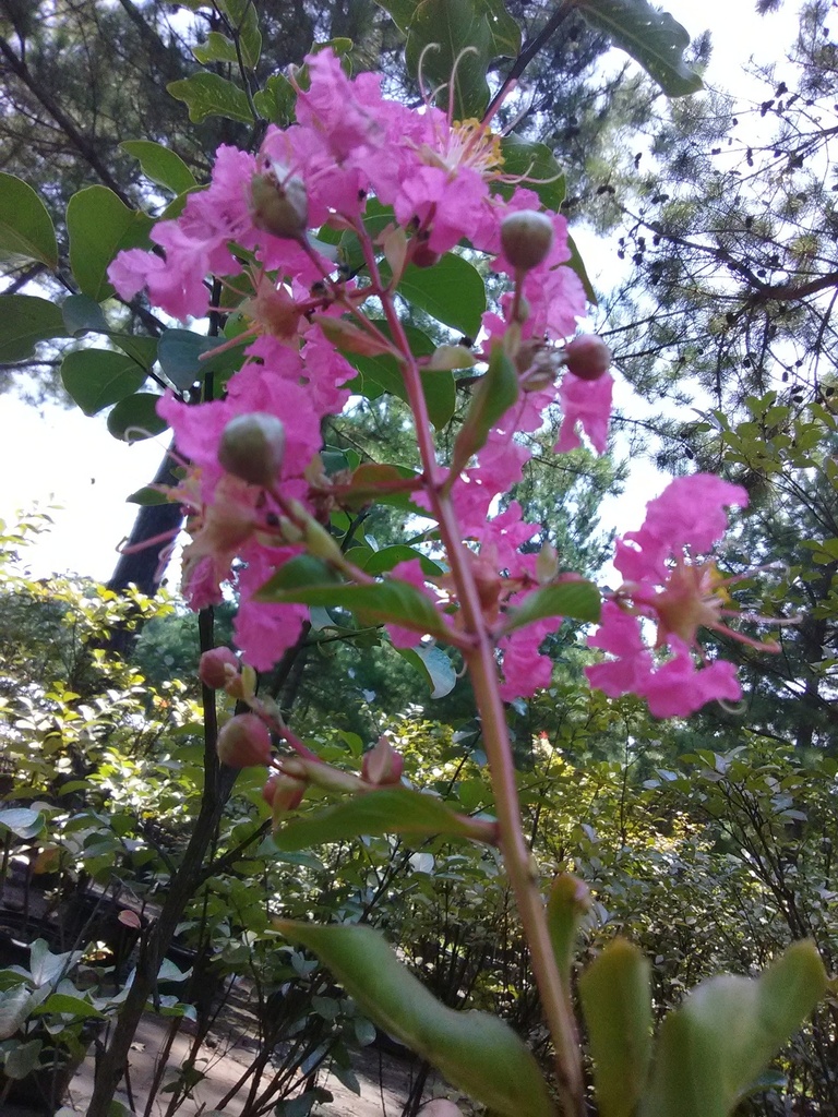 Miami Crape Myrtle - Dark Pink Flowering Tree - image 2