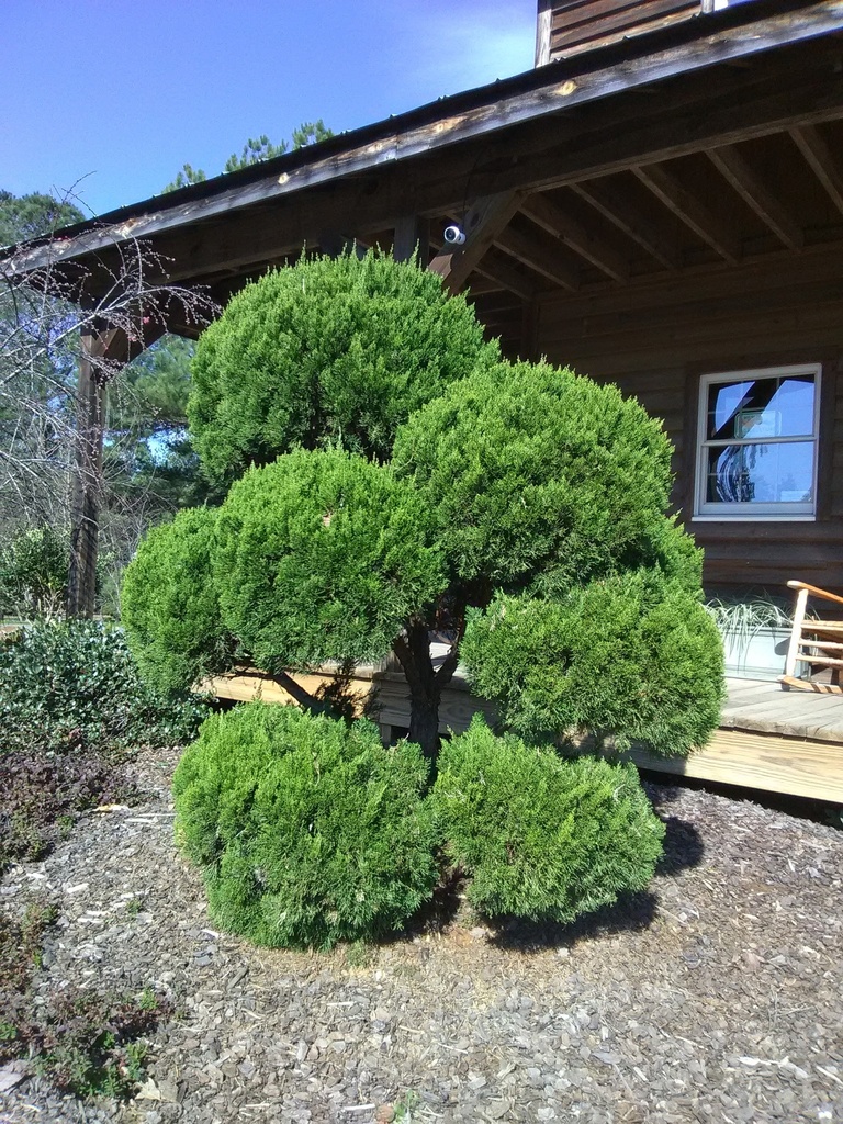 Hollywood Juniper (Torulosa) – Upright Evergreen Conifer - image 2