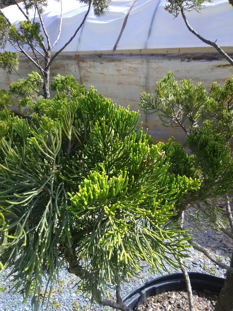 Hollywood Juniper (Torulosa) – Upright Evergreen Conifer - image 3