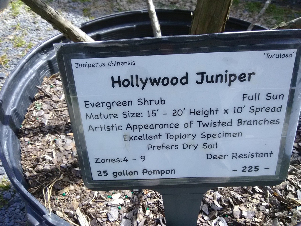 Hollywood Juniper (Torulosa) – Upright Evergreen Conifer - image 4