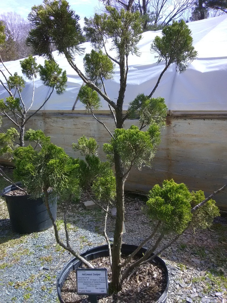 Hollywood Juniper (Torulosa) – Upright Evergreen Conifer - image 5