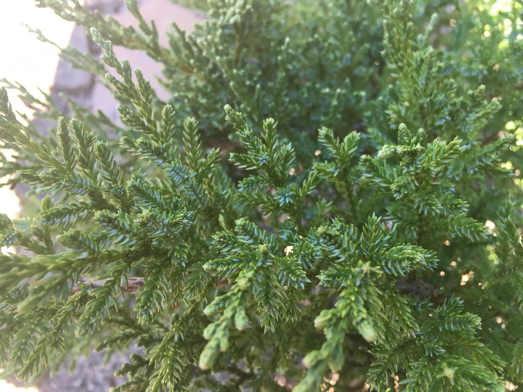 Sargent Juniper | Juniperus chinensis 'Sargentii' - image 2