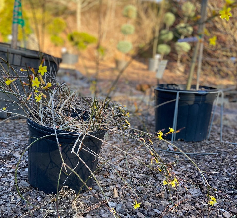 Winter Jasmine - Yellow Winter-Blooming Flowering Shrub - image 2