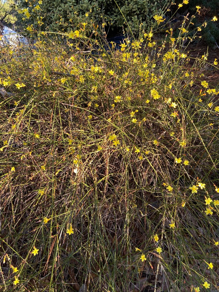 Winter Jasmine - Yellow Winter-Blooming Flowering Shrub - image 3