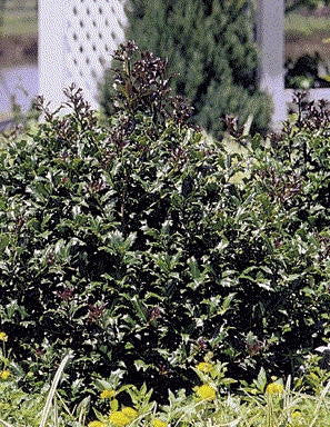 Little Red Holly (Ilex x 'Coned') - Compact Evergreen Shrub - image 2