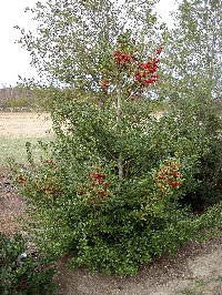 Little Red Holly (Ilex x 'Coned') - Compact Evergreen Shrub - image 3