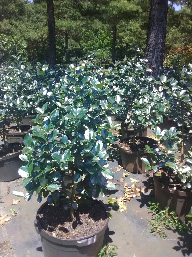 Emily Bruner Holly - Evergreen Holly Tree & Shrub - image 2