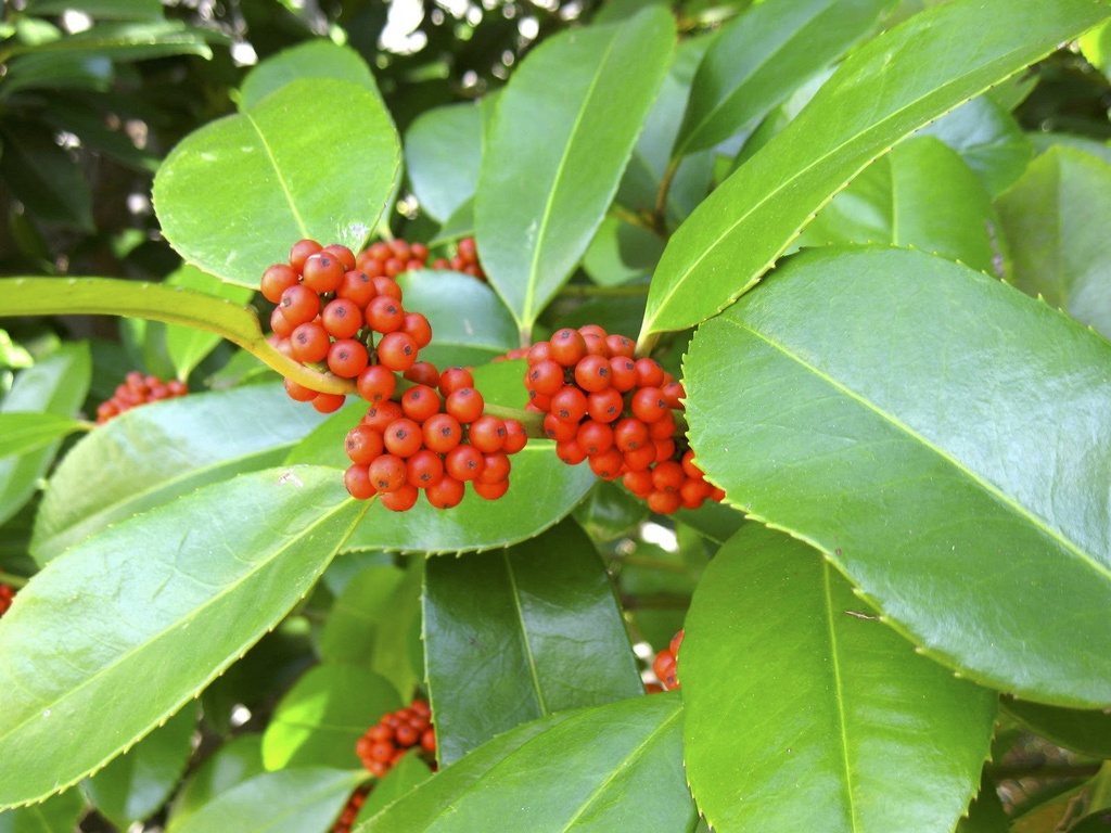 Lusterleaf Holly (Ilex latifolia) - Broadleaf Evergreen - image 2