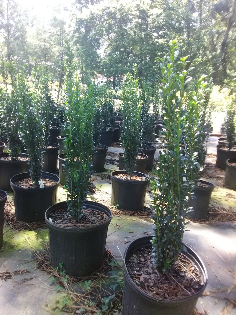 Sky Pencil Japanese Holly | Ilex crenata 'Sky Pencil' - image 2