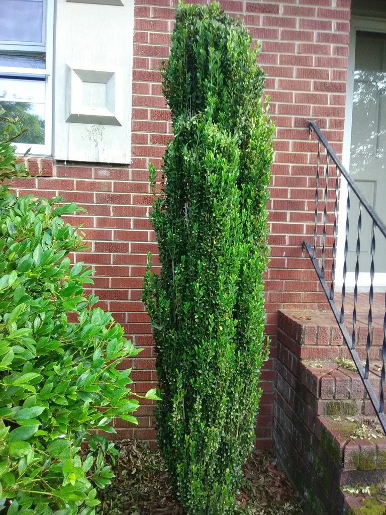 Sky Pencil Japanese Holly | Ilex crenata 'Sky Pencil' - image 3