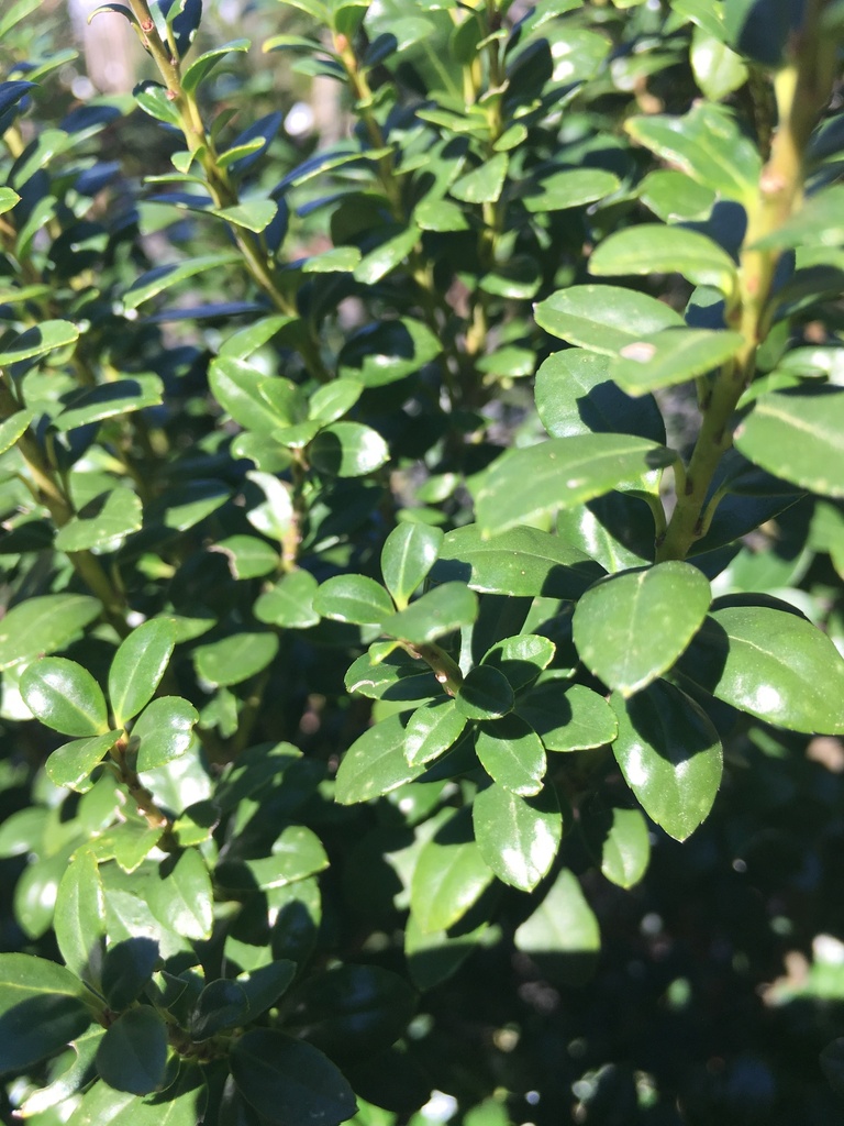 Steeds Japanese Holly - Ilex crenata 'Steeds' - image 2