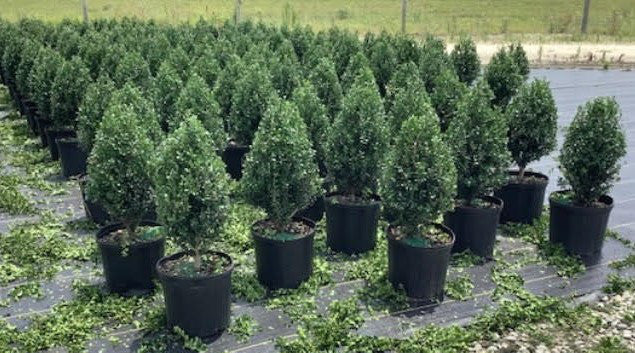 Steeds Japanese Holly - Ilex crenata 'Steeds' - image 3