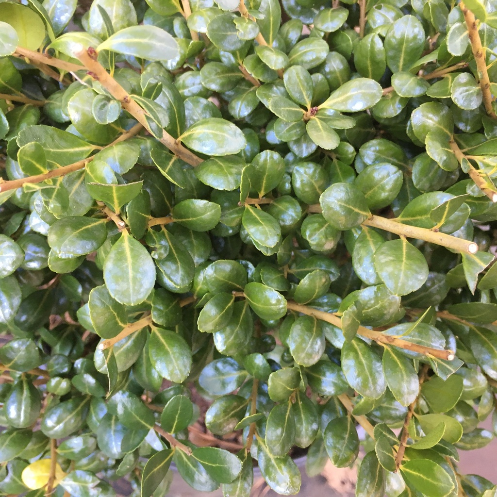 Hetz's Japanese Holly (Ilex crenata 'Hetzii') - image 2