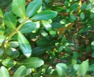 Beehive Japanese Holly | Ilex crenata 'Beehive' - image 2